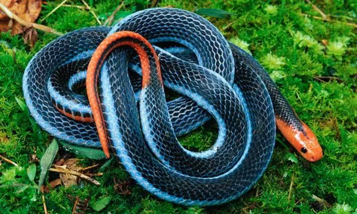 snake hd desktop background wallpaper